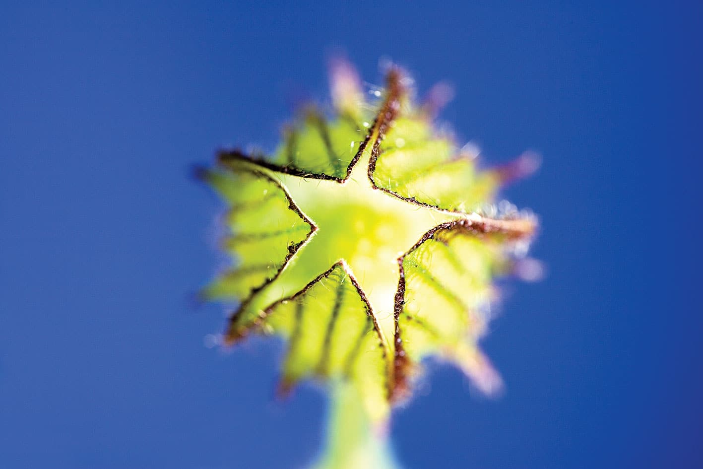 Hibiscus Trionum Bud macro photography roger smith