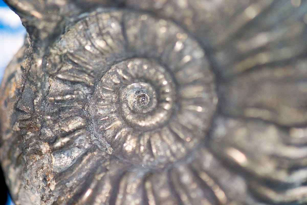 Ammonite I Macro Photograph by Roger Smith 2008